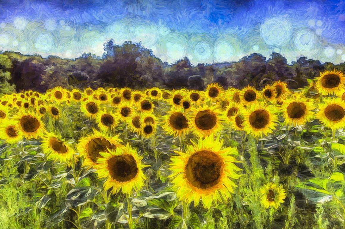 Подсолнухи ван. Ван Гог (Подсолнухи). Картина поле подсолнухов Ван Гог. Sunflowers van Gogh Original. Винсент Ван Гог спелый подсолнух.